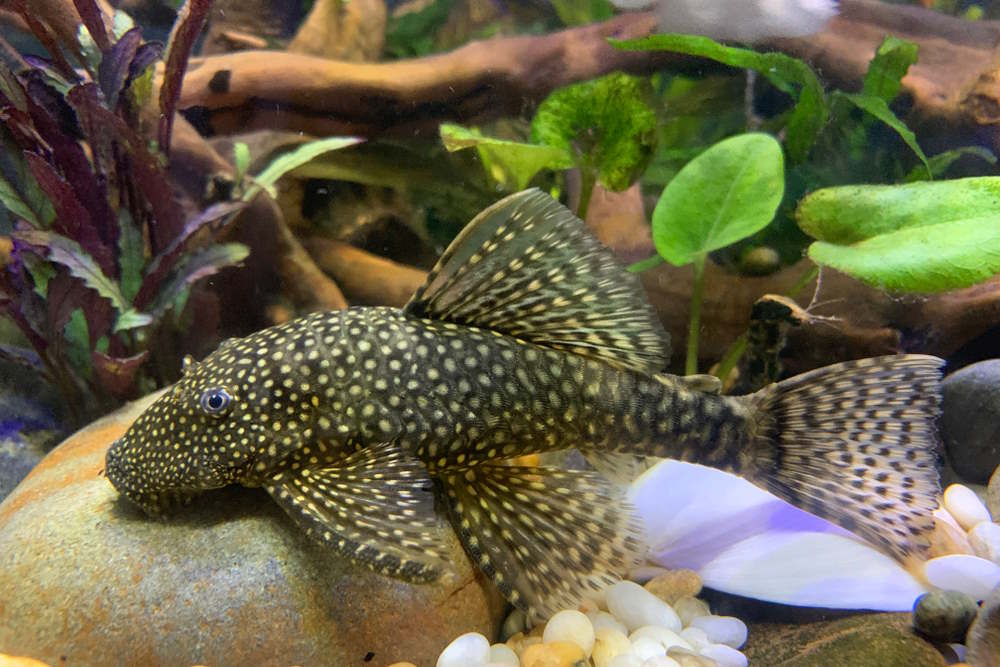 Top 5 Popular Catfish to Enjoy in Your Next Community Aquarium - Aquarium Co-Op