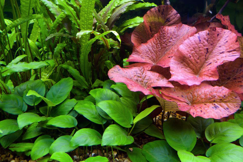 Top 5 Red Plants to Try in Your Next Planted Aquarium - Aquarium Co-Op