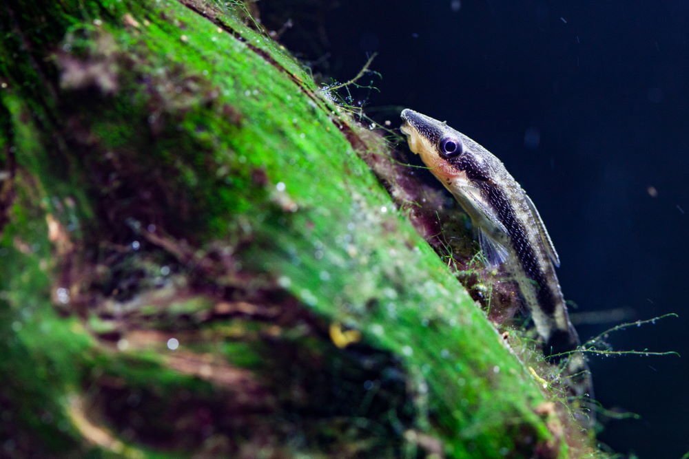 Top 5 Ways to Clean Algae from Your Fish Tank - Aquarium Co-Op