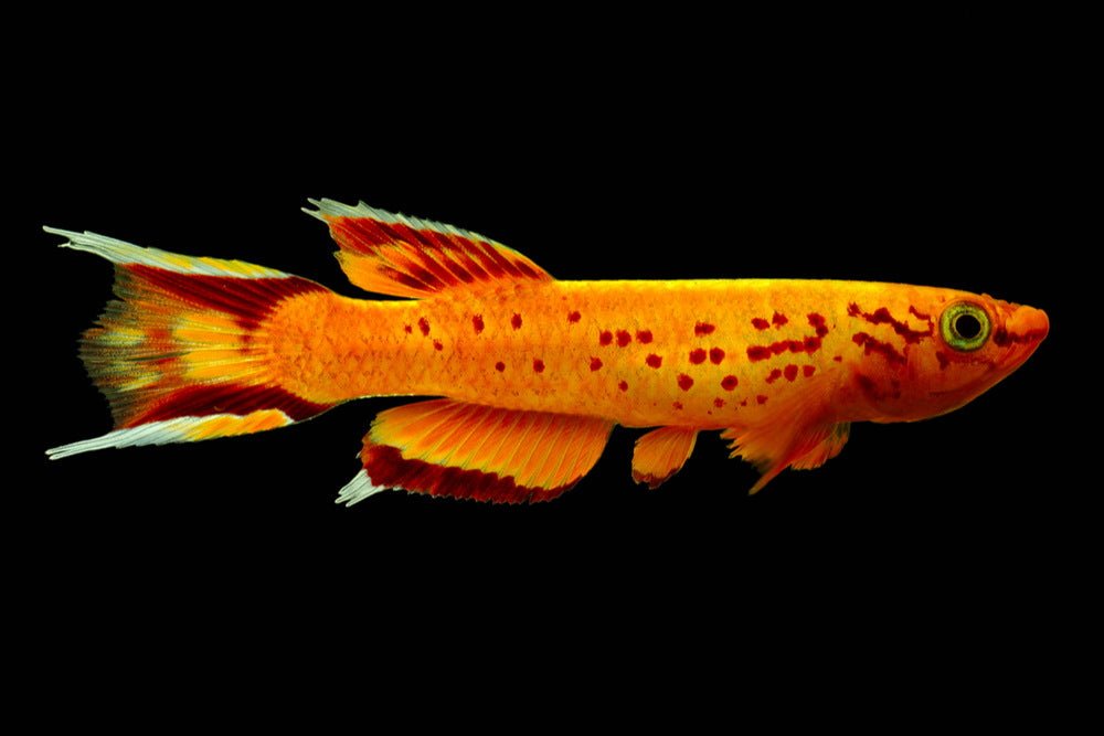 top-7-colorful-fish-for-a-10-gallon-aquarium-593110