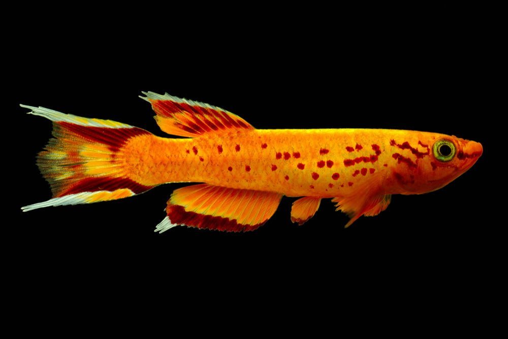 Top 7 Colorful Fish for a 10-Gallon Aquarium - Aquarium Co-Op