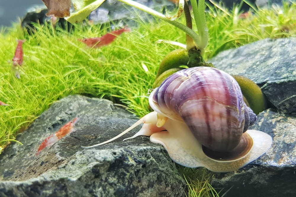 Top 7 Helpful Snails for Your Next Freshwater Aquarium - Aquarium Co-Op