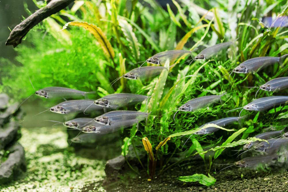 Top 7 Oddball Fish for Your Next 30-Gallon Freshwater Aquarium ...