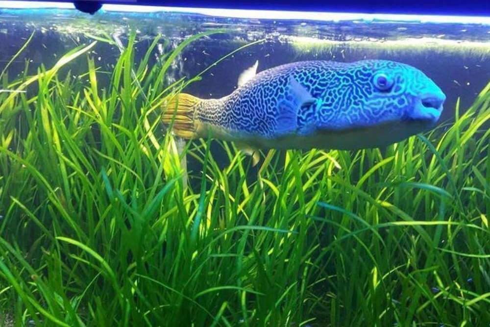 Vallisneria – The One Plant Wonder - Aquarium Co-Op
