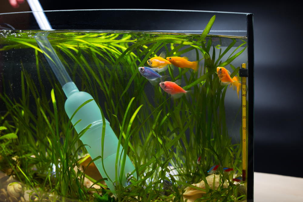 How To Heat Up Fish Tank Water Quickly