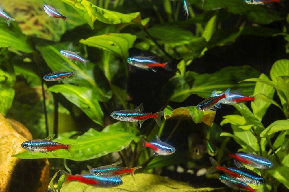 what-is-neon-tetra-disease-4663901