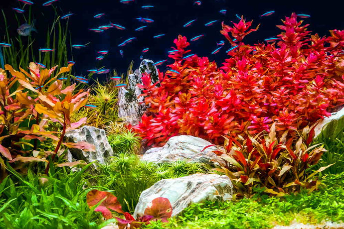 When Should I Dose Iron in My Planted Aquarium?