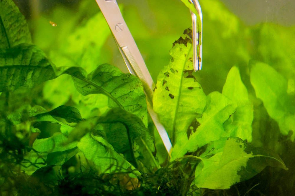 when-should-i-dose-potassium-in-my-planted-aquarium-7041729