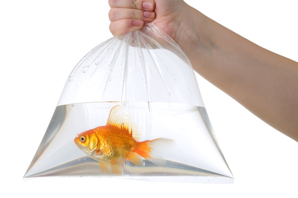 where-is-the-best-place-to-buy-live-aquarium-fish-4525004