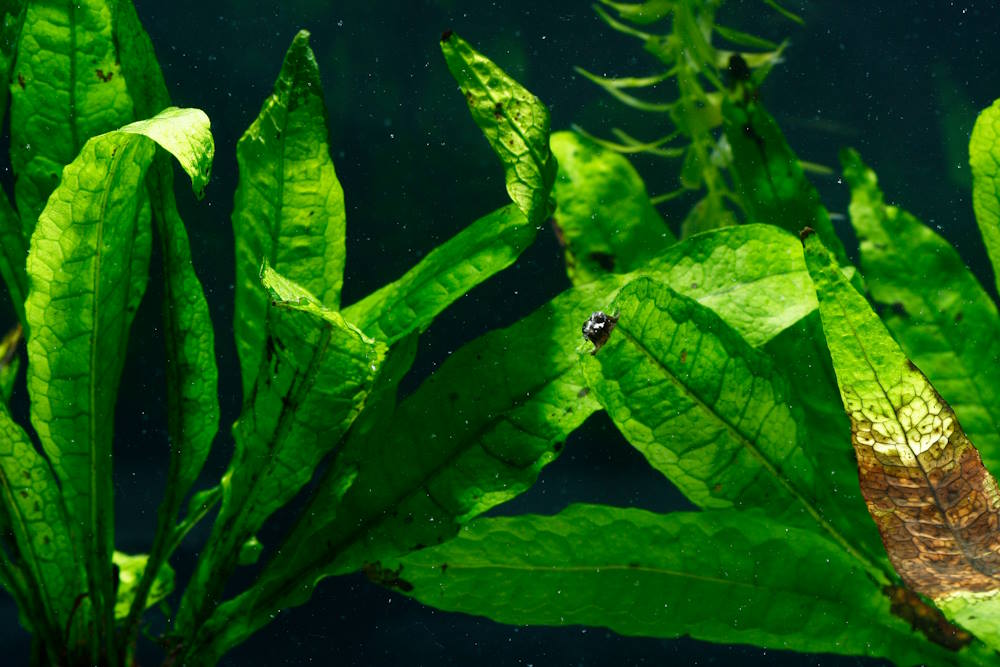 why-do-aquarium-plants-melt-7-reasons-for-dying-melting-leaves-6537296