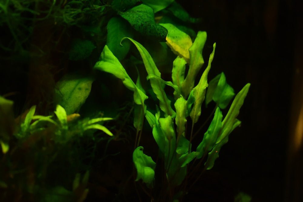 Why is My Cryptocoryne Plant Melting? - Aquarium Co-Op
