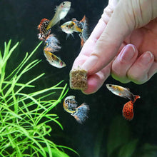 Load image into Gallery viewer, Aquarium Co-Op Fish Food 0.7 Ounces Aquarium Co-Op Freeze Dried Tubifex Worms
