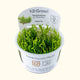 Taxiphyllum sp. ’Flame Moss’ Tissue Culture