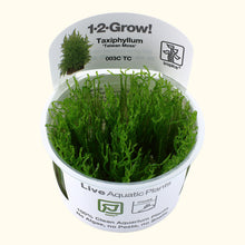 Load image into Gallery viewer, Taxiphyllum alternans &amp;#39;Taiwan Moss&amp;#39; Tissue Culture
