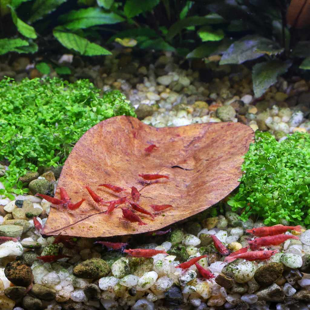 Indian almond leaves aquarium