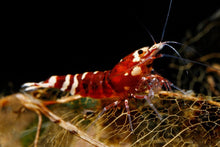 Load image into Gallery viewer, 20 Catappa Leaves - Aquarium Co - Op
