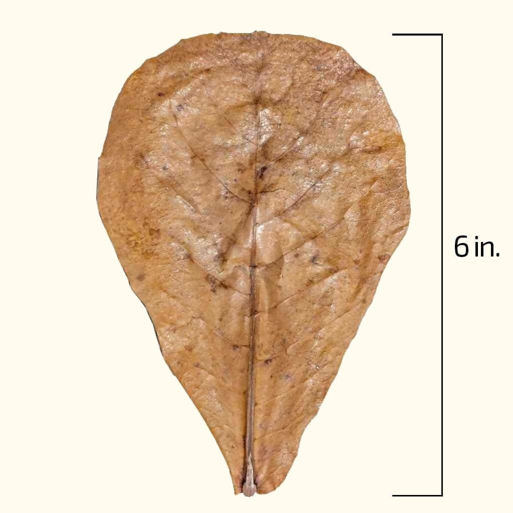 20-catappa-leaves-9539858