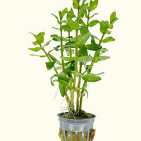 Link to: Live Plants