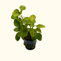 Link to: Live Plants