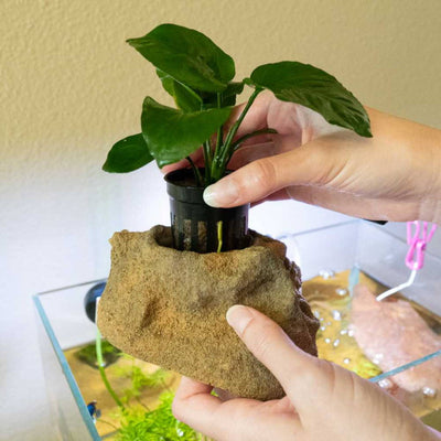 Anubias_in_Easy_Planter_decoration