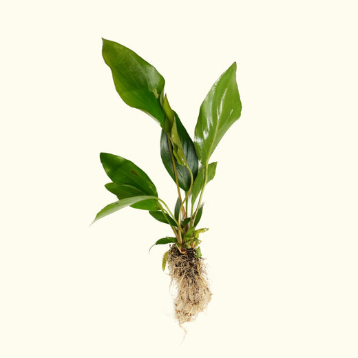 Bare_root_Anubias_nangi