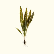 Load image into Gallery viewer, Aponogeton Crispus
