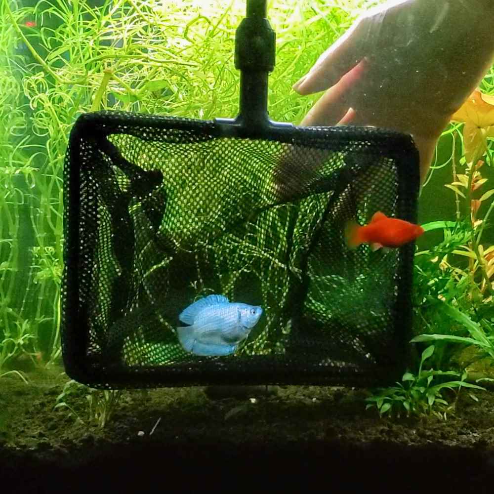 aquaman fish net Aquarium Co-Op skimming debris aquaman, Dc comics, Ocean, Fish,