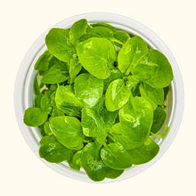 Load image into Gallery viewer, Lobelia cardinalis &amp;#39;Mini&amp;#39; Tissue Culture
