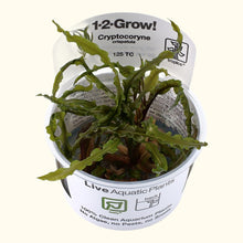 Load image into Gallery viewer, Cryptocoryne crispatula Tissue Culture
