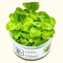 Load image into Gallery viewer, Lobelia cardinalis &amp;#39;Mini&amp;#39; Tissue Culture
