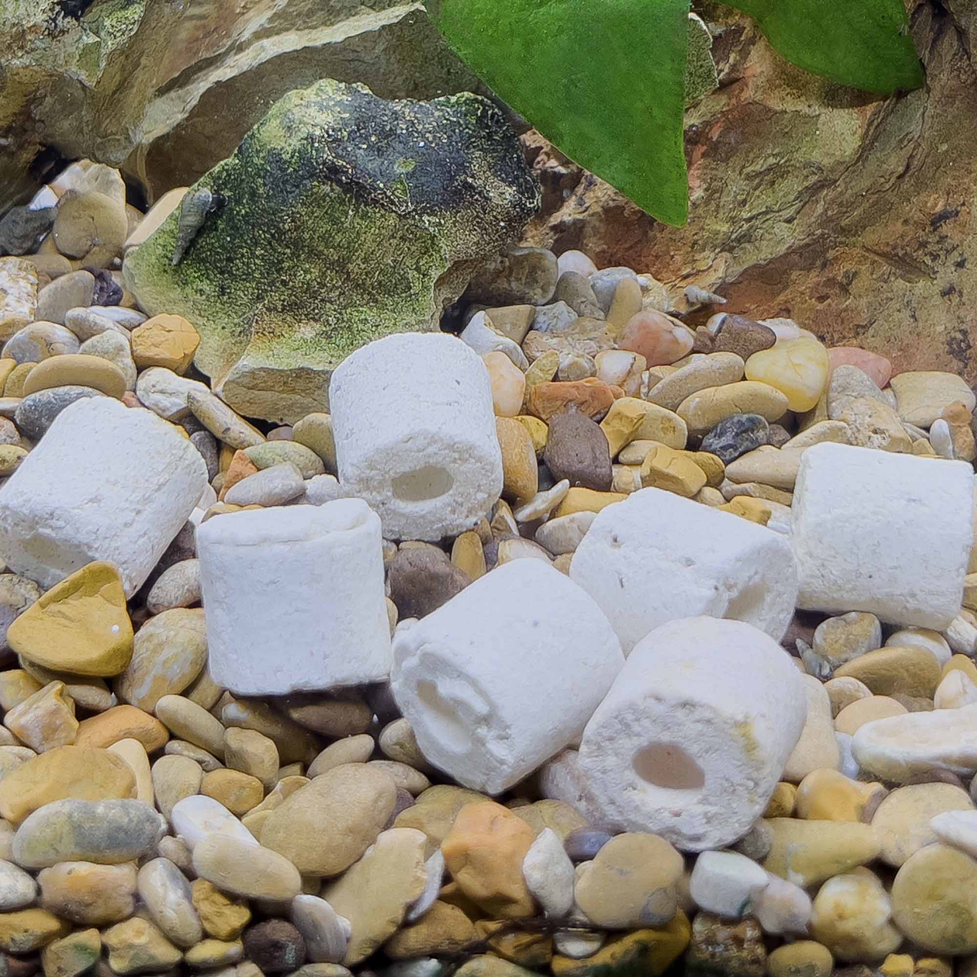 Live Aquarium Bacteria Starter Culture