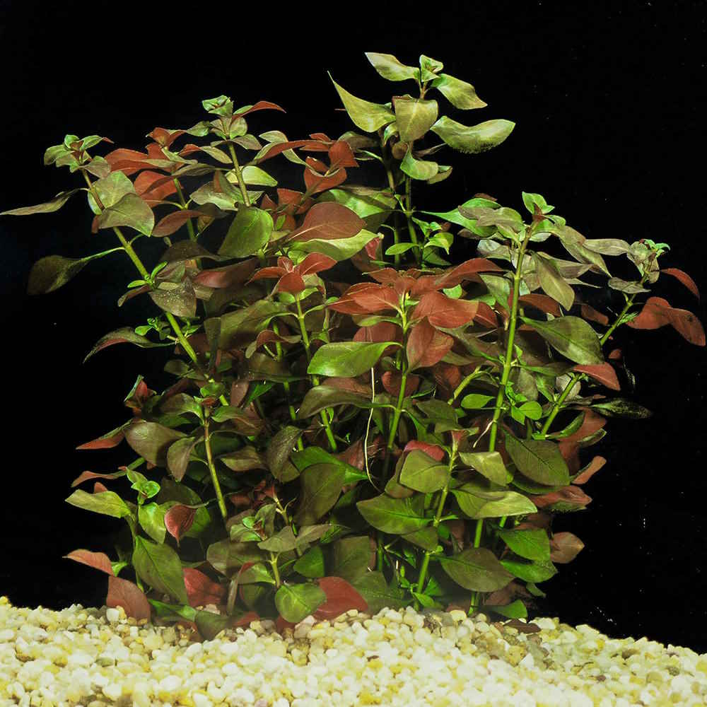 Ludwigia Repens Red Live Aquarium Plants For Sale Aquatic Plant ludwigia-repens-red-live-aquarium-plants-for-sale-aquatic-plant