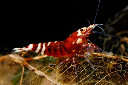 Red_Nanashi_TaiTibee_Caridina_cantonensis_shrimp_on_a_Catappa_leaf_skeleton