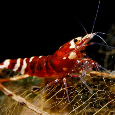 Red_Nanashi_TaiTibee_Caridina_cantonensis_shrimp_on_a_Catappa_leaf_skeleton_7d468f9c-9d79-4ba9-b1bb-290dfed1abed