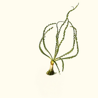 Link to: Live Plants