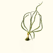 Load image into Gallery viewer, Crinum Calamistratum
