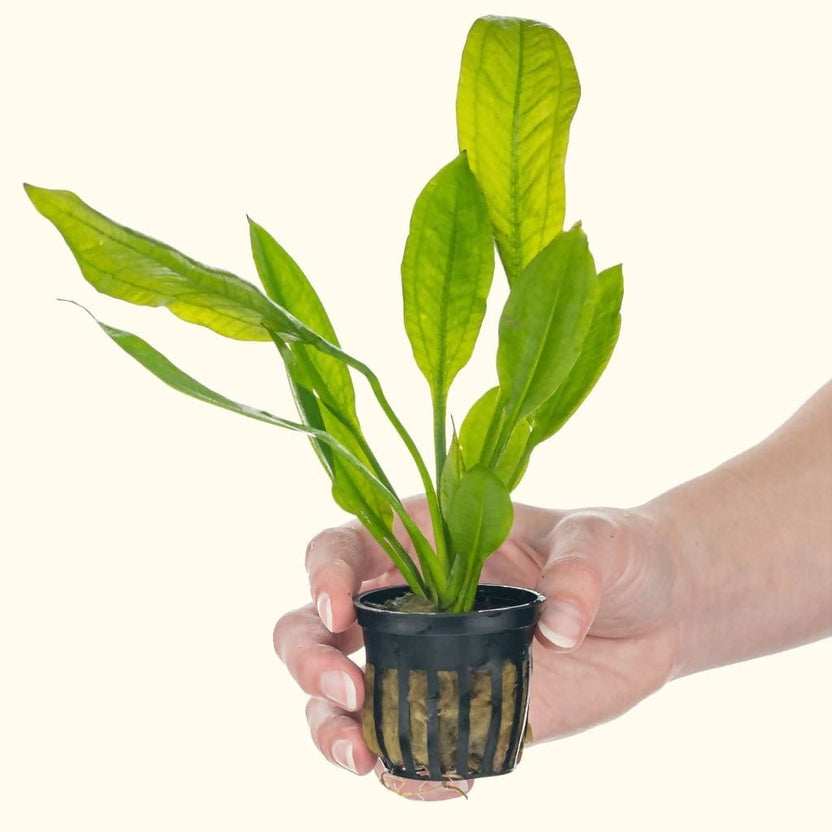 Amazon Sword Plant Fish Tank Plants Live Aquarium Plants for Sale