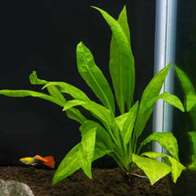 Load image into Gallery viewer, Plants Live Plants Amazon Sword
