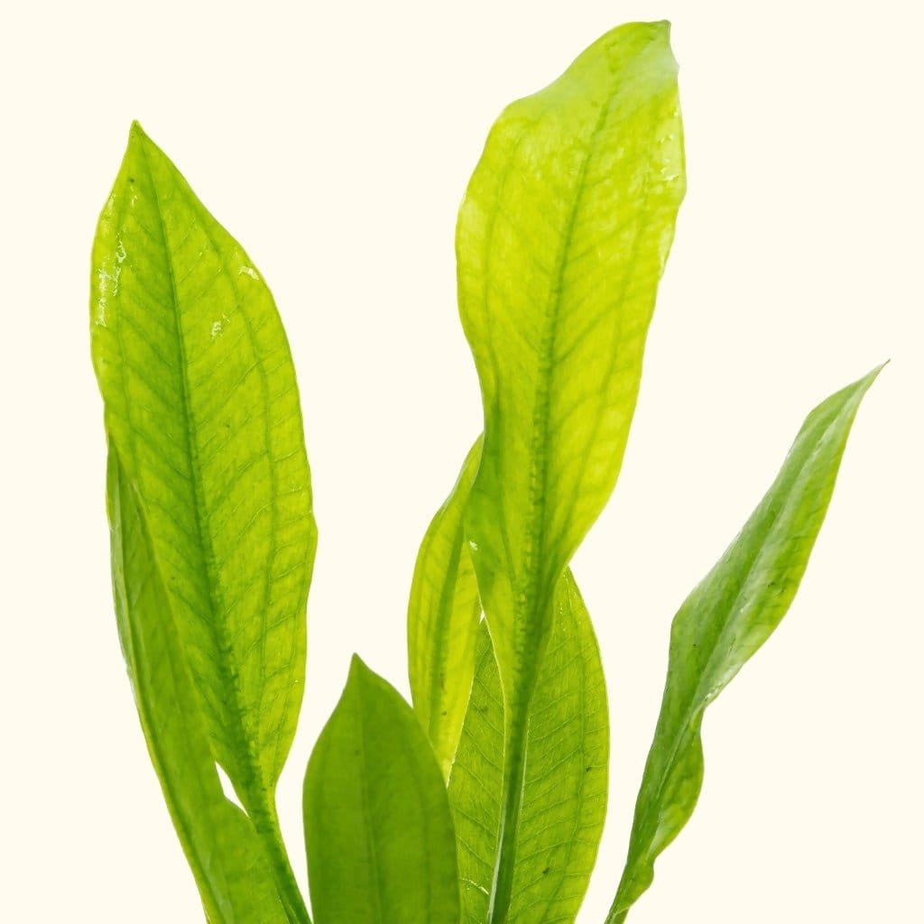 amazon-sword-2266689