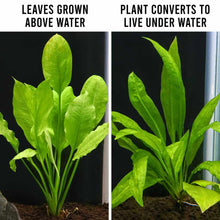 Load image into Gallery viewer, Amazon Sword - Aquarium Co - Op
