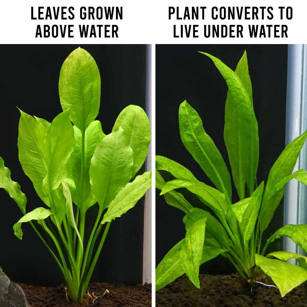 plastic amazon sword plant Amazon Sword