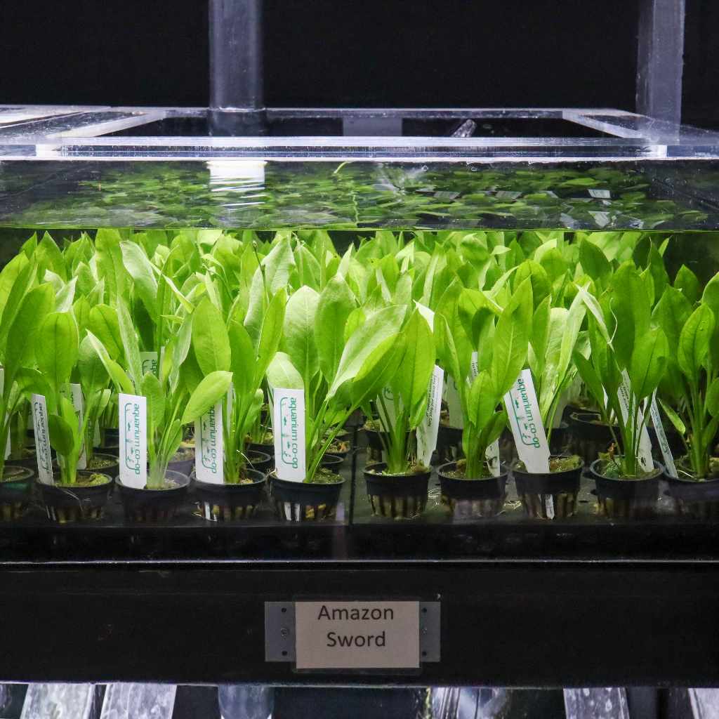 amazon-sword-5458891