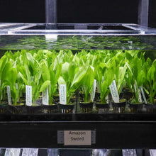 Load image into Gallery viewer, Amazon Sword - Aquarium Co - Op
