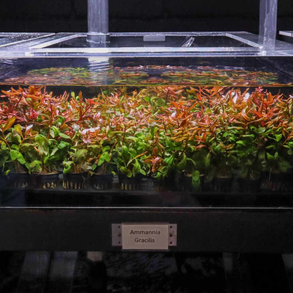 ammannia-gracilis-2624454