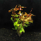 Ammannia Gracilis - Aquarium Co - Op