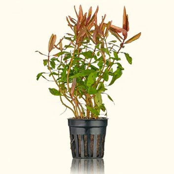 ammannia-gracilis-4890117