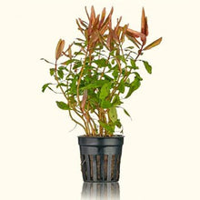 Load image into Gallery viewer, Ammannia Gracilis - Aquarium Co - Op
