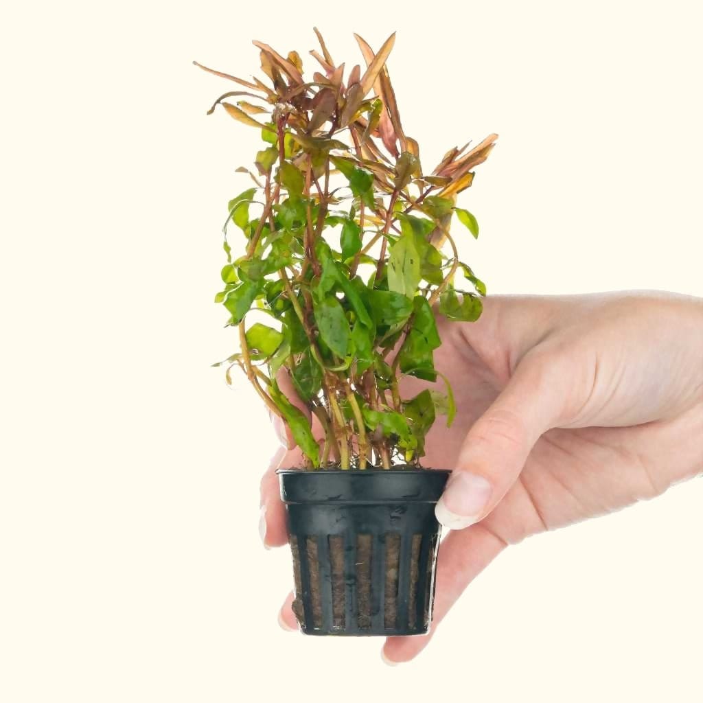 ammannia-gracilis-6780234