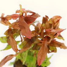 Load image into Gallery viewer, Ammannia Gracilis - Aquarium Co - Op
