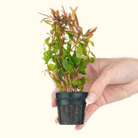 Link to: Live Plants